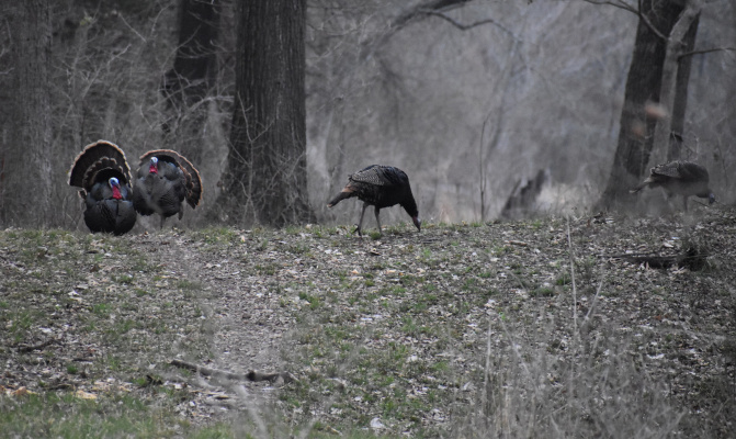 Wild turkey are gobbling now across much of Texas. Luke caught these gobblers out strutting not far from his home. Photo by Luke Clayton