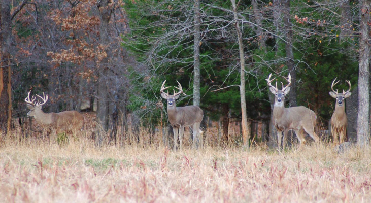 Deer season opens this weekend. Campfires at hunting camps will be burning bright and every hunter’s dreams will be of harvesting a monster buck come opening day. PHOTO BY LUKE CLAYTON