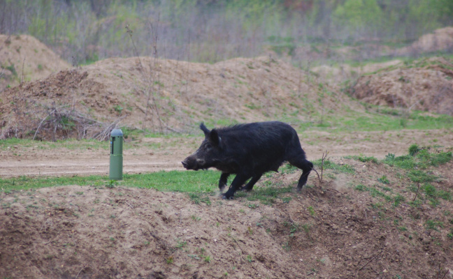 There is lots to do in the outdoors during the winter months. Using a caller to attract wild hogs is a great deal of fun and a good way to stock the freezer with great tasting wild pork for upcoming cookouts. Photo by Luke Clayton