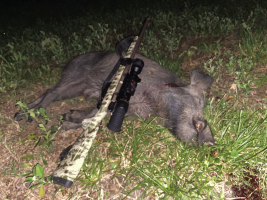 The ‘hot wire’ boar. Photo by Luke Clayton