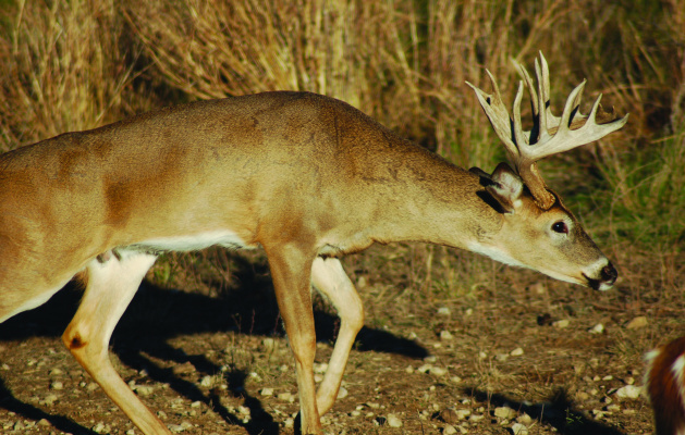 The whitetail rut is underway and there is no better time to harvest that big antlered buck of your dreams. Photo by Luke Clayton