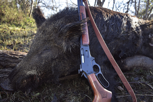 Big wild boar weighing over 250 pounds are extremely rare regardless of where you hunt. In this week’s column, Luke talks about hunting these extremely wary animals. Photo by Luke Clayton