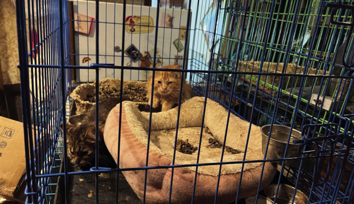 Photo courtesy of SPCA of Texas