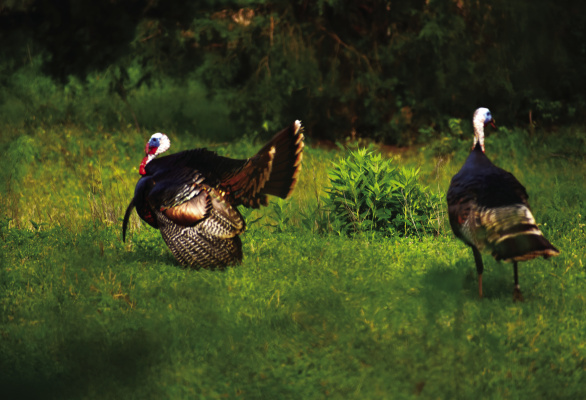 Luke captured this image last week close to home during a spring turkey ‘hunt’ with his Nikon camera. Photo by Luke Clayton