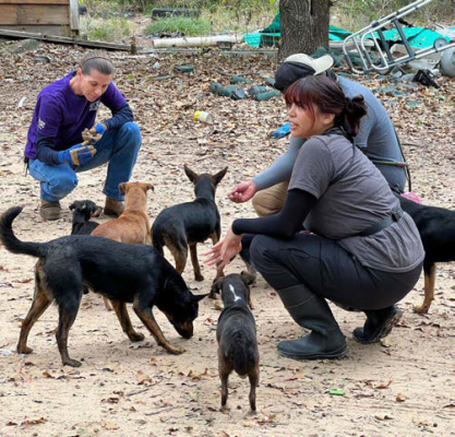 Representatives from the SPCA of Texas and Kaufman County Sheriff’s Office recovered 18 allegedly abandoned dogs from a Kemp area property last week. Photos courtesy of SPCA of Texas