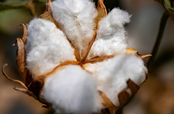 Texas cotton production has taken a hit from the weather, and losses could impact U.S. cotton production. Photo courtesy of Texas A&amp;M AgriLife/Sam Craft