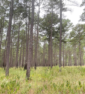 East Texas forests growing strong