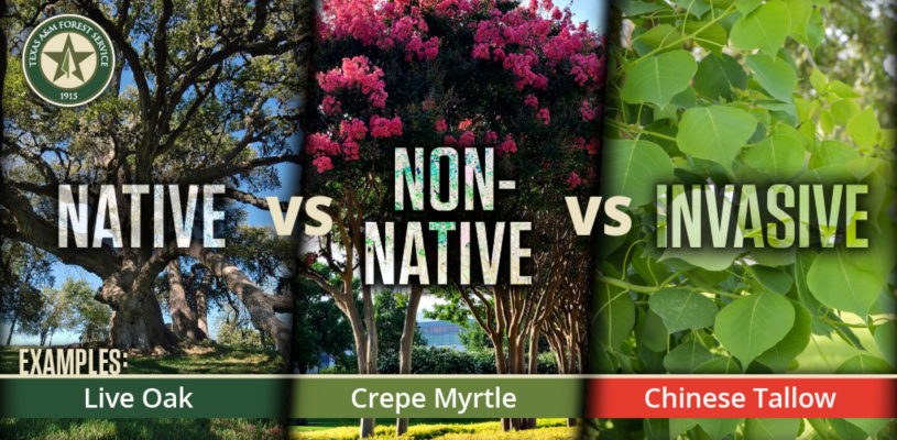 TPWD promotes action to combat harmful, non-native plants and wildlife