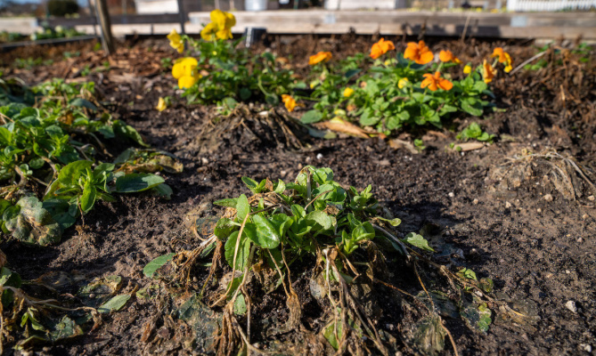 Freeze damaged pansies in College Station. Photo by Courtney Sacco/Texas A&amp;M
