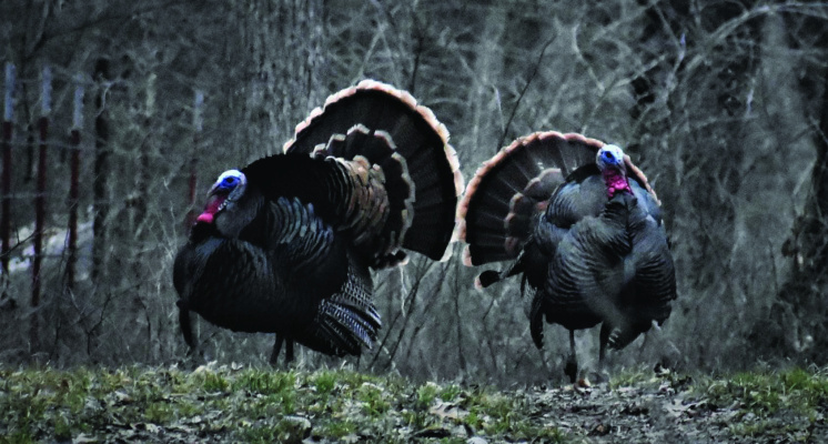 It’s almost time to go after that big mature spring gobbler, but do you know how to prepare the drumsticks? Luke shares his cooking method and more in this week’s column. Photo by Luke Clayton