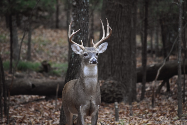Success on harvesting a big buck like this depends largely upon proper scouting of your hunting land. Modern technology makes it much easier. Luke and his buddy, Jeff Rice, put technology to good use this past week on a tract of very remote land. Photo by Luke Clayton