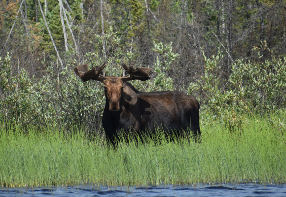 You never know what you will encounter when spending time in the far north. Luke photographed this bull moose last summer while fishing at Tazin Lake in northwest Saskatchewan. Photo by Luke Clayton