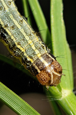Fall armyworm sightings around the state have producers who want to protect forages on alert. Photo by Michael Miller