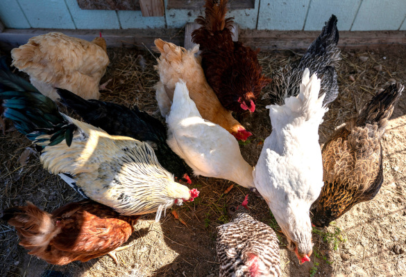 Backyard chickens are at risk of being exposed to avian influenza by infected wild birds that have stood on the same premises. Photo by Laura McKenzie