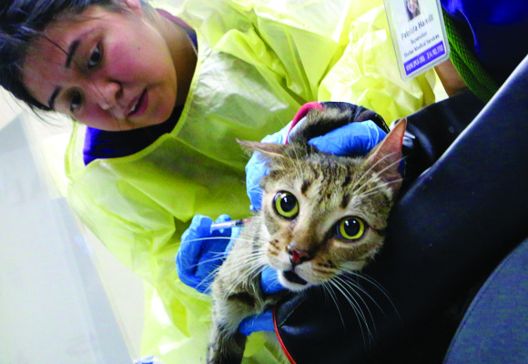 Photo courtesy of SPCA of Texas