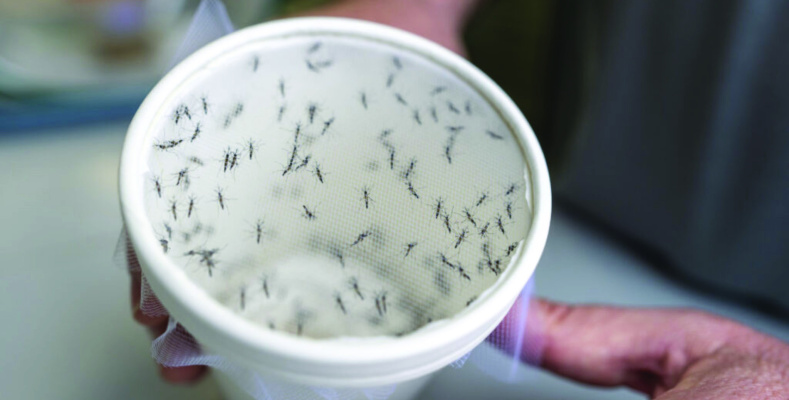 Researchers at Texas A&amp;M University’s Zach Adelman Lab utilize mosquitoes in their research of mosquito-borne viruses such as yellow fever, West Nile encephalitis, Zika, and dengue hemorrhagic fever. Photo by Michael Miller