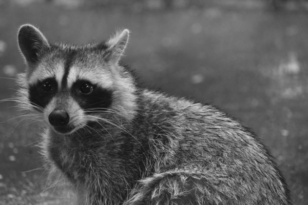 Raccoons are cute little critters when coming to the back door to clean up a cat or dog feeding bowl but in the wild, they are very efficient predators. When their numbers get out of control, they can do great damage, especially to ground nesting birds. Photo by Luke Clayton