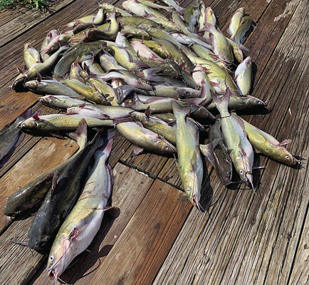 Luke has been taking a cue from the fish and animals and venturing forth early and late. It’s hot but there’s still plenty to do during the summer doldrums. Here are some tasty channel catfish Luke and his friends caught during the cooler hours just after sunup. Photo by Luke Clayton