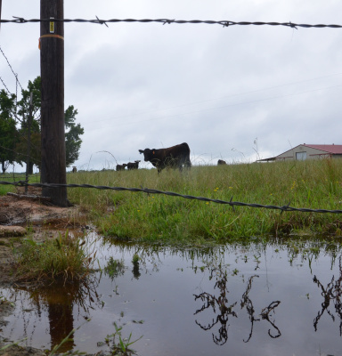 A puddle gathered in the corner of a pasture from rain. Photo by Adam Russell