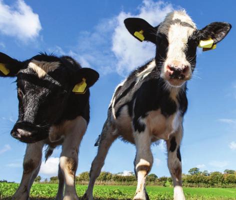 Fiscal Notes: The thriving Texas dairy industry