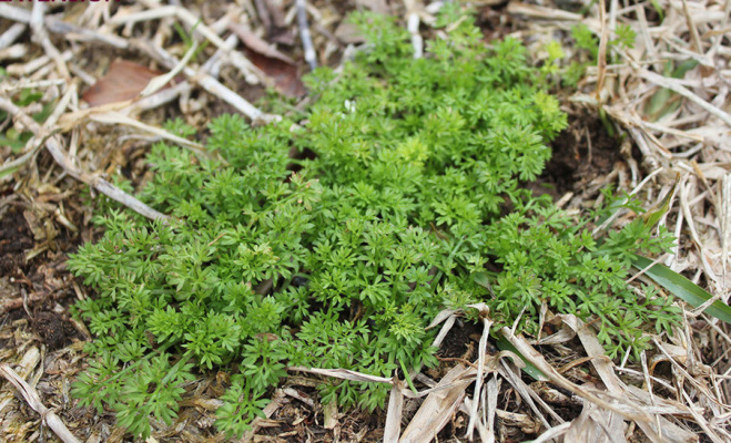 Tips for managing lawn burweed