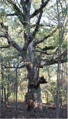 If this old oak could talk, what stories it would have to tell. Just imagine what this old tree has witnessed since it was a seedling centuries ago on a remote hardwood ridge in East Texas. Photo by Luke Clayton