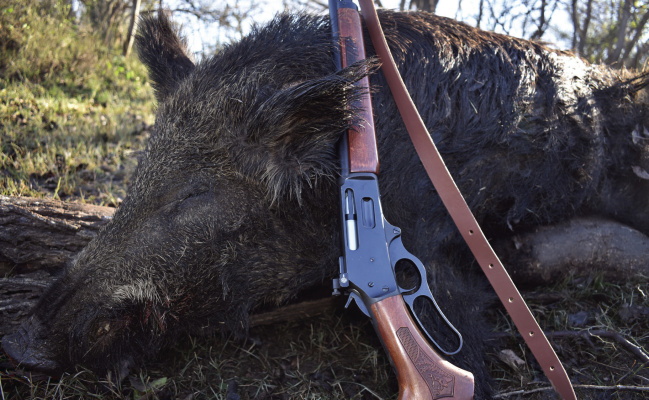 Luke mostly targets smaller ‘eater’ wild hogs these days, but through the years, he has encountered some monster boar. In this week’s column, he gives accounts of some of the hunts. Photo by Luke Clayton