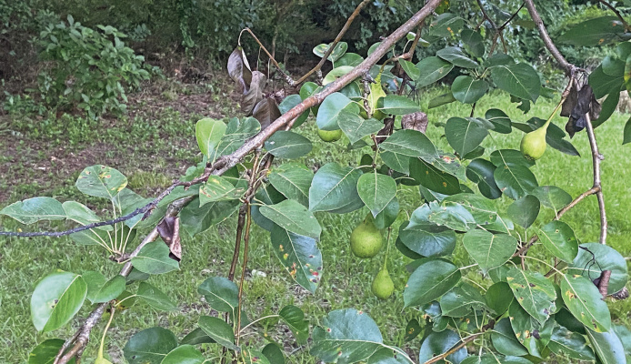 Thanks to a heavy pear crop and squirrels that keep them on the ground, Luke has fresh wild pork every night in his front yard. He’s making plans for pulled pork barbecue and chicken friend pork schnitzel. Photo by Jeff Rice
