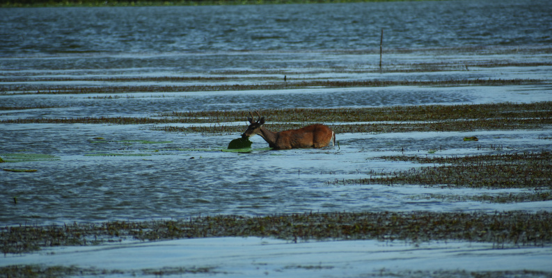 This past week, Luke joined his friend, David Hanson, at Lake Tawakoni for some red-hot summer catfishing and the chance to capture some interesting white-tailed deer images. Photo by Luke Clayton
