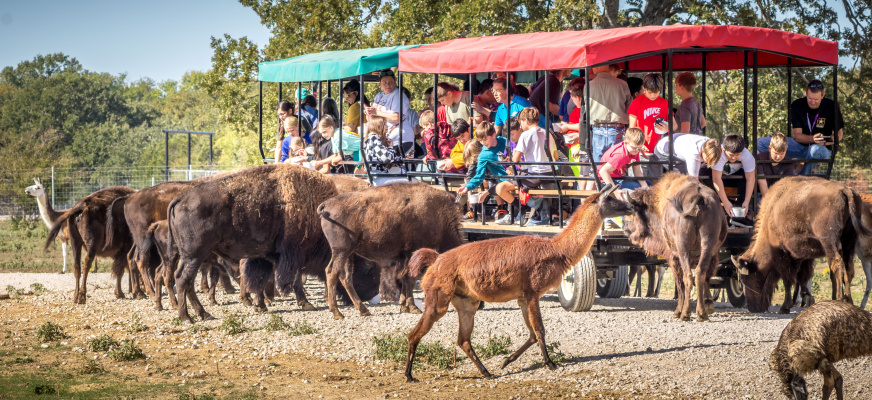The Texas Zoofari Park will host a field trip day for homeschoolers and their families on Wednesday, Sept. 18 from 9 a.m. to 3:30 p.m. Photo courtesy of Texas Zoofari Park