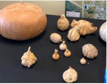 Terrell Garden Club hosts Growing Gourds program