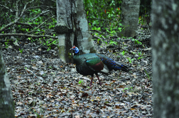 The Ocellated turkey is one of many rare and beautiful wildlife species encountered in Belize. Photo by Jeff Rice