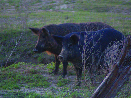 Luke gives some hog hunting tips he has learned through the years. Photo by Luke Clayton