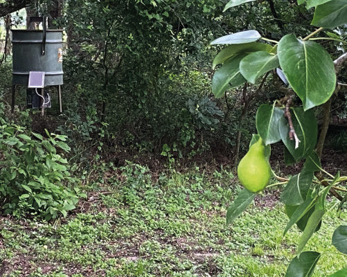 Luke placed a corn feeder adjacent his heavily loaded pear tree in hopes of giving the wild hogs invading his place something other than his delicious pears to eat. Photo by Luke Clayton