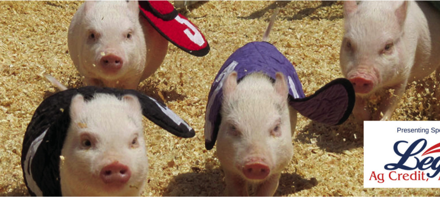 Swifty Swine Pig Races