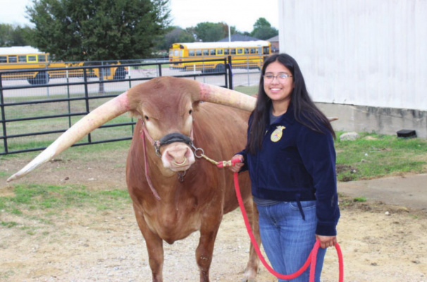 Terrell High junior Angelica Lopez and her longhorn steer Moon By Moon, better known as “Panchito.” The steer was named Overall Grand Champion at the Texas State Fair. HANK MURPHY
