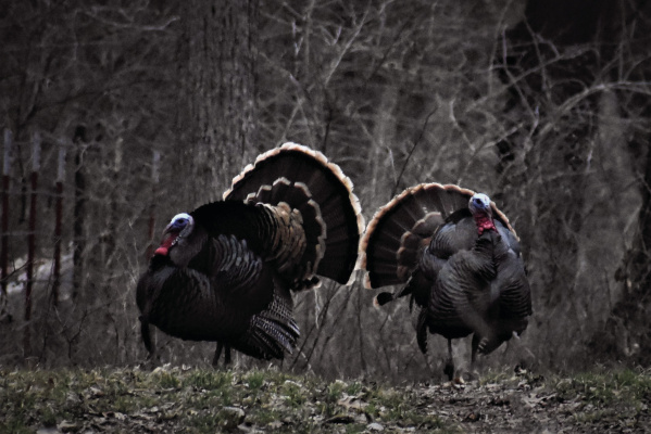 Spring turkey season is only weeks away, time to once again head to the woods in hopes of outsmarting one of the most wary of birds. Photo by Luke Clayton
