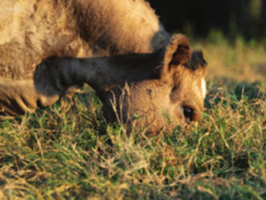 Beef cattle faring well going into fall, winter