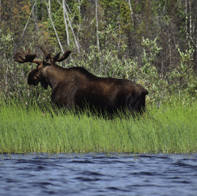 Wild animals know how to survive summer’s heat. Luke photographed this moose in knee keep water during midday in northern Saskatchewan near the Northwest Territories. The temperature was 85 degrees. Staying cool is even more important during our hot Texas summers. Photo by Luke Clayton