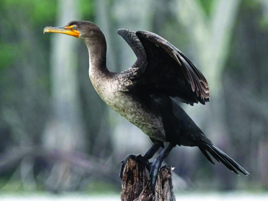 There are mixed feelings about the cormorant. Under federal protection, these migratory birds are under federal protection. In many southern states, they are often despised because of their ability to quickly kill and consume fish in private waters. Courtesy photo