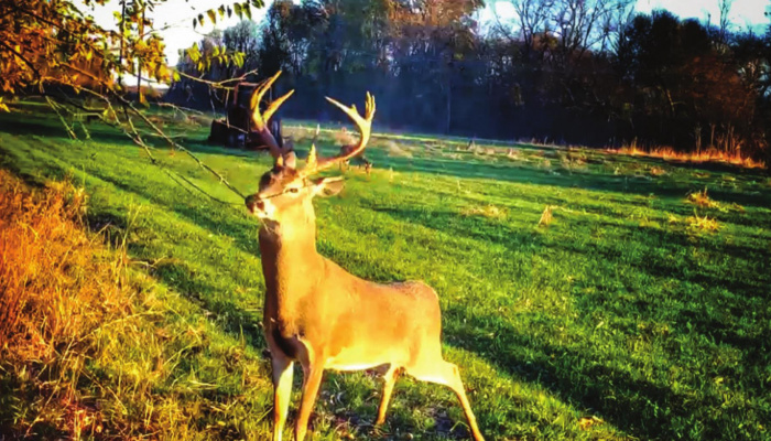 This buck is working a mock scrape created by Stephanie Murphy last season. Scrape King and Pre Orbital Spray by TRHP Outdoors brought the buck out of the woods and under the licking branch. PHOTOS BY STEPHANIE MURPHY