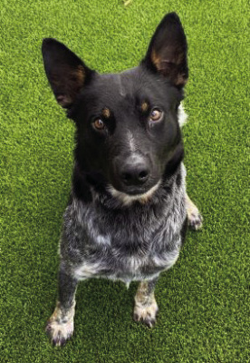 Pet adoption center offers deal on large dogs