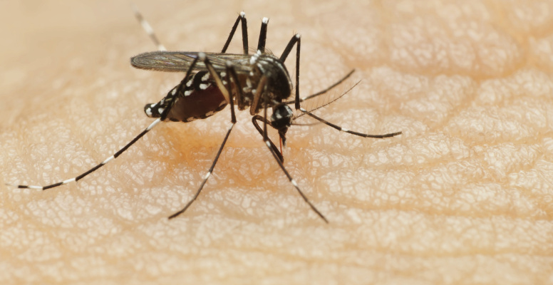 City to spray for mosquitoes