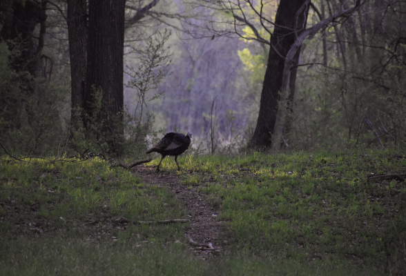 Luke has left a strip of trees and brush along the perimeter of his property that provides both food and cover for birds and wildlife such as this hen turkey. Photo by Luke Clayton