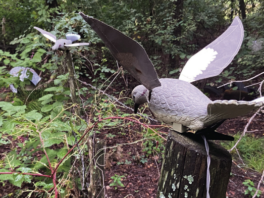 Dove are flocking birds, much like waterfowl and action (flapping wing) decoys work very well attracting them within shotgun range. Photo by Luke Clayton