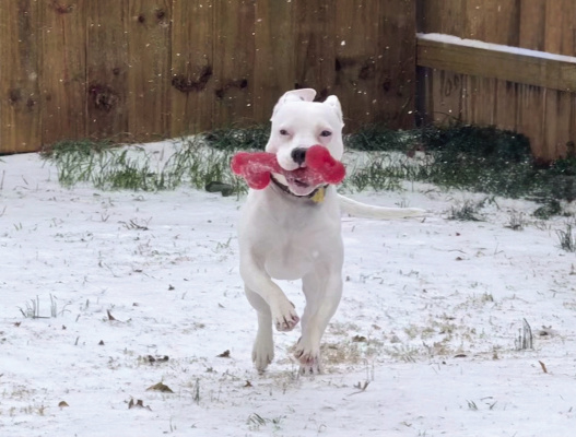 An excited pup shows off their speed and toy as the winter weather took over Kaufman County. Additional photos on 7A. Courtesy photo