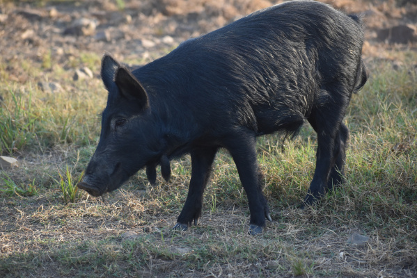 Choctaw mule foot hogs are unique animals, challenging to hunt and they provide great pork. They also have a very interesting history. Photo by Luke Clayton