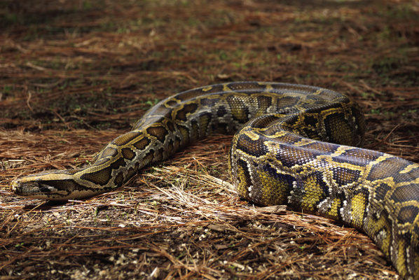 What to do if your pet is bitten by a snake
