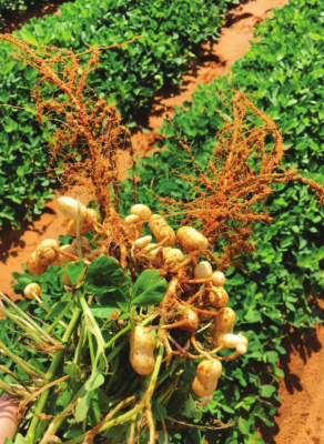 TEXAS A&M AGRILIFE PHOTO