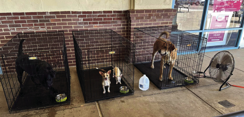 The City of Terrell Animal Control and Adoption Center hosted free pet adoptions at The Shops at Terrell June 15. Photo courtesy of City of Terrell Animal Control and Adoption Center Facebook page